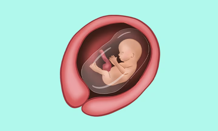 what does a fetus at 15 weeks pregnant look like