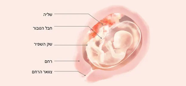 התפתחות העובר לפי שבועות-Article Content Image week16 16