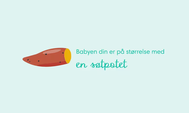 Week 18 pregnancy