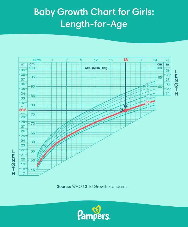 This is a baby growth chart made by the WHO showing the relation between height & age for girls from birth to 24 months old, with markings showing percentiles of baby growth. This is used by Pediatricians to map a child's growth.