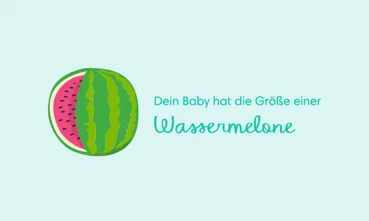 Illustration einer Wassermelone als Größenvergleich – Dein Baby hat die Größe einer Wassermelone