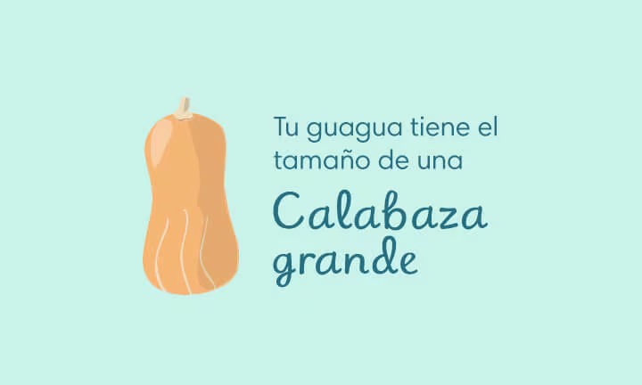 Semana 29 de Embarazo, el tamaño de la guagua