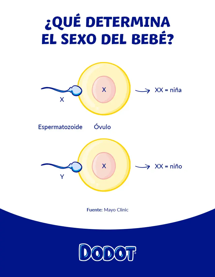 ¿Qué determina el sexo de un bebé? ¿Qué determina el sexo de un bebé?