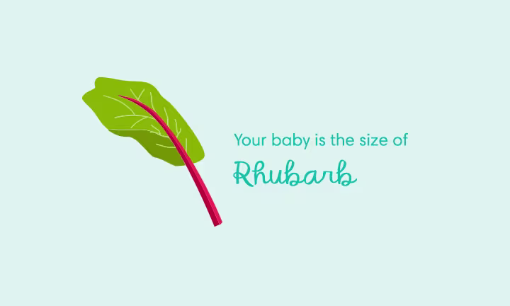 Pregnancy size comparison showing baby growth at 38 weeks as the size of a rhubarb.