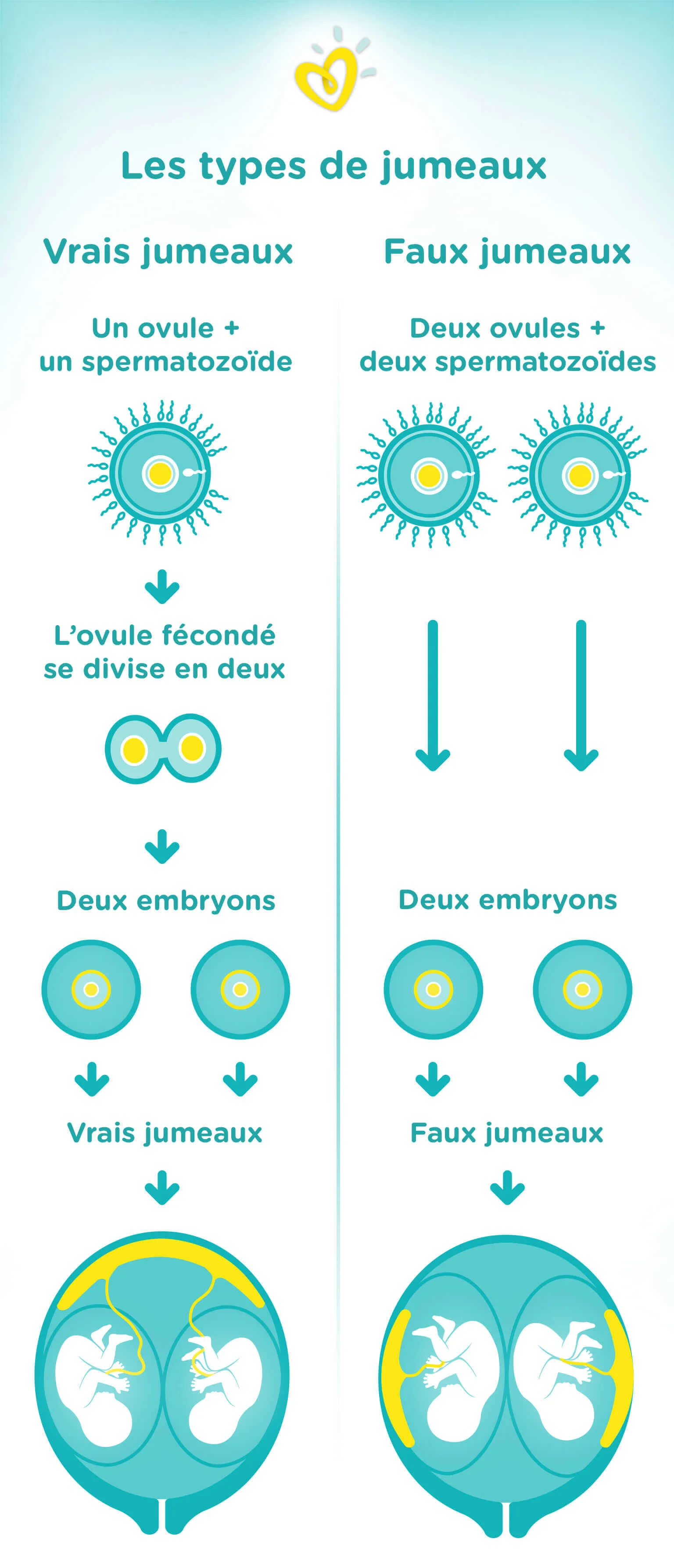 les differents types de jumeaux-Article Content Image Fraternal_or_Identical_Twins_article_illustration_fr_1536