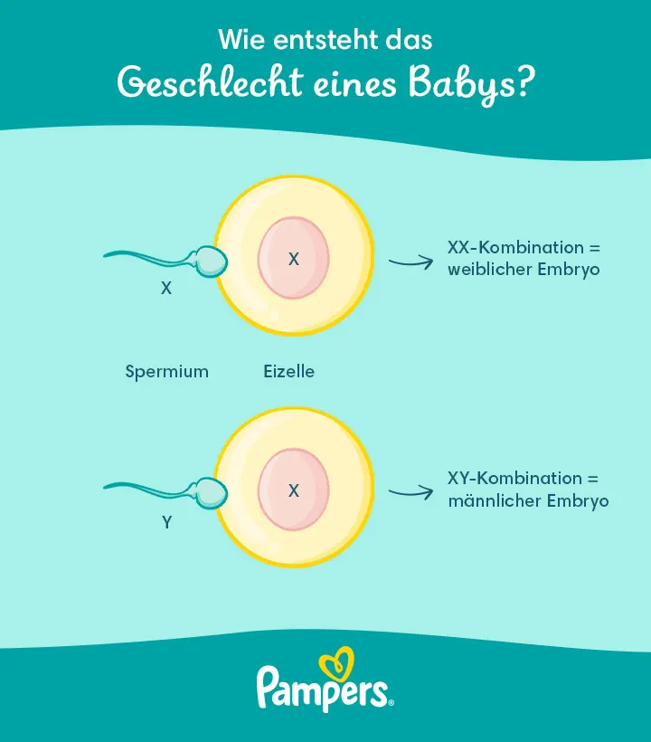 Wie entsteht das Geschlecht eines Babys? Pampers DE What-determines the sex of the-baby 720px 20230323