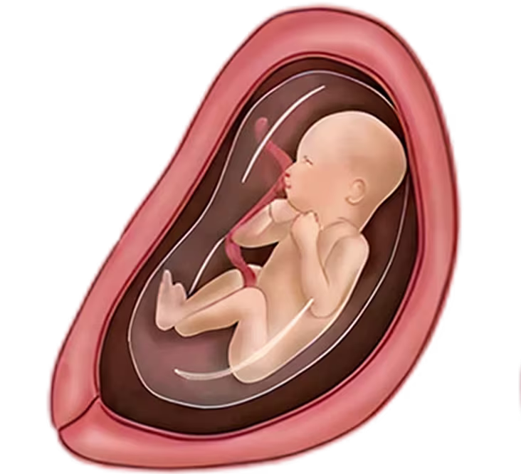 Illustration of a fetus inside a uterus, representing a baby at 25 weeks pregnant. Illustration of a fetus inside a uterus, representing a baby at 25 weeks pregnant.