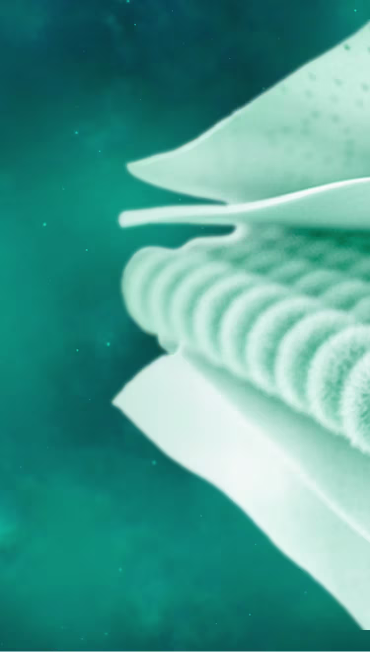 5 Capas de Protección