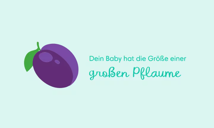 Illustration einer Pflaume als Größenvergleich – Dein Baby hat die Größe einer großen Pflaume