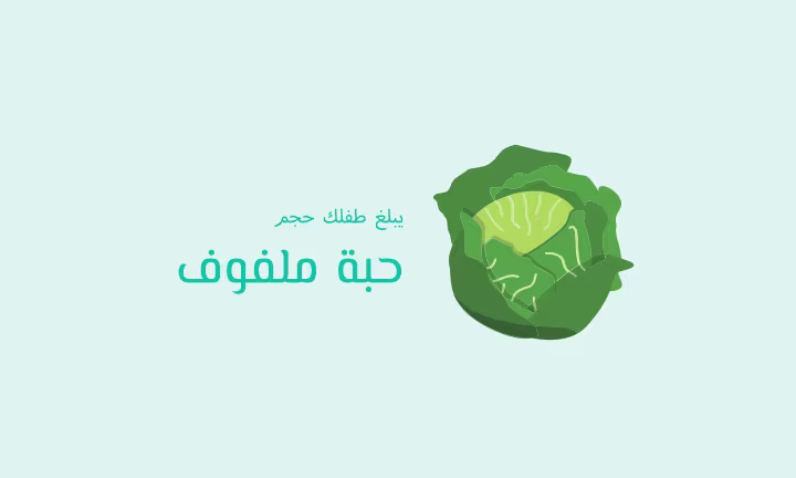 يبلغ طفلك حجم حبة ملفوف