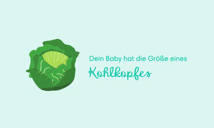 Illustration eines Kohlkopfes als Größenvergleich – Dein Baby hat die Größe eines Kohlkopfes