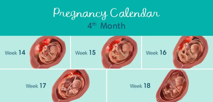 baby size at 4 months pregnant Pregnancy Calendar Months US DT Month4