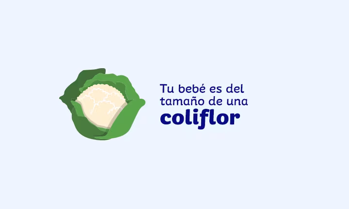 Semana 27 de embarazo