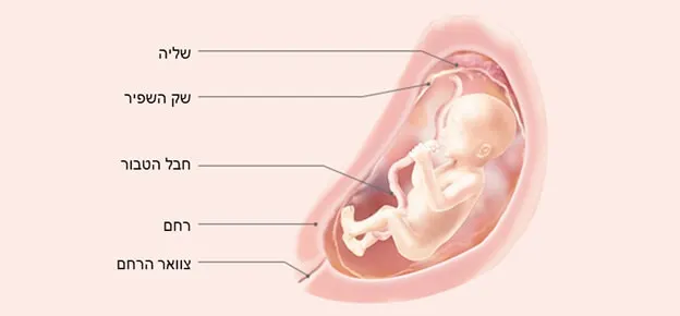 התפתחות העובר לפי שבועות-Article Content Image21 21