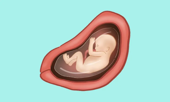 妊娠26週目 妊娠26週目