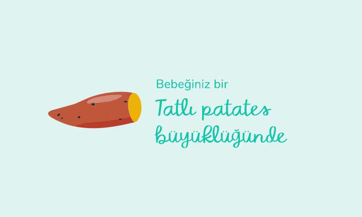 Your baby is the size of a sweet potato
