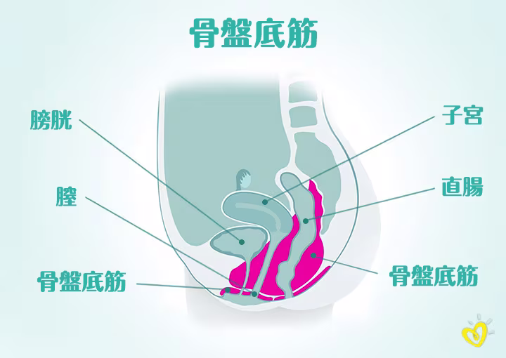 骨盤底筋