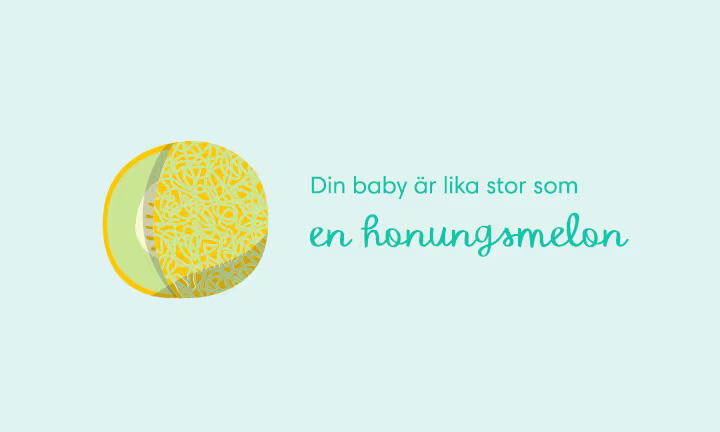 Week 35 pregnancy