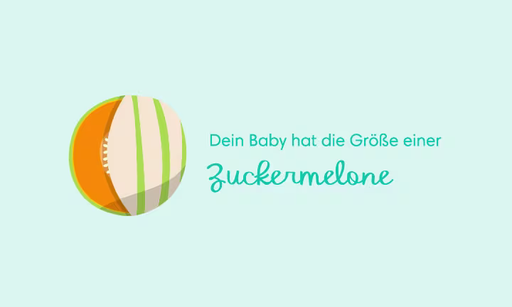 Illustration einer Zuckermelone als Größenvergleich – Dein Baby hat die Größe einer Zuckermelone