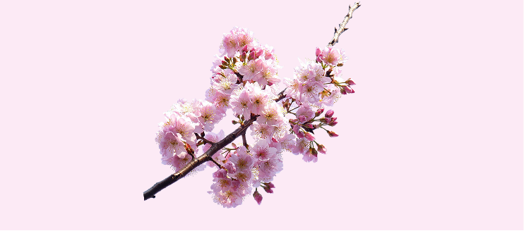 Third trimester of pregnancy - hero