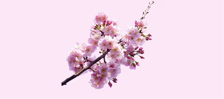 Third trimester of pregnancy - hero