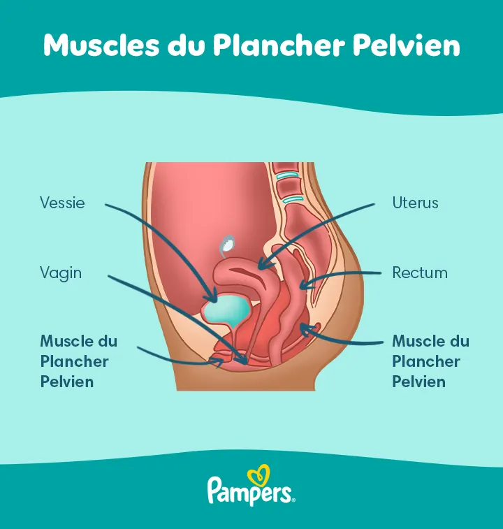 fb0c05ab391e47f9a669bc07d9acf028-fr-fr-basicBanner1 Les muscles du plancher pelvien