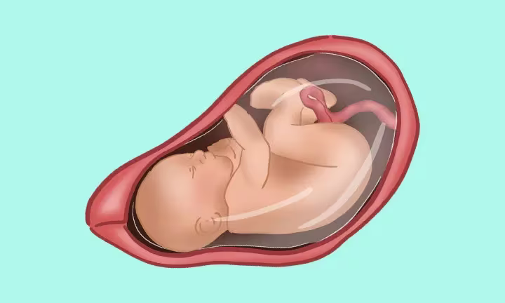 Fatal Development Week by Week 38