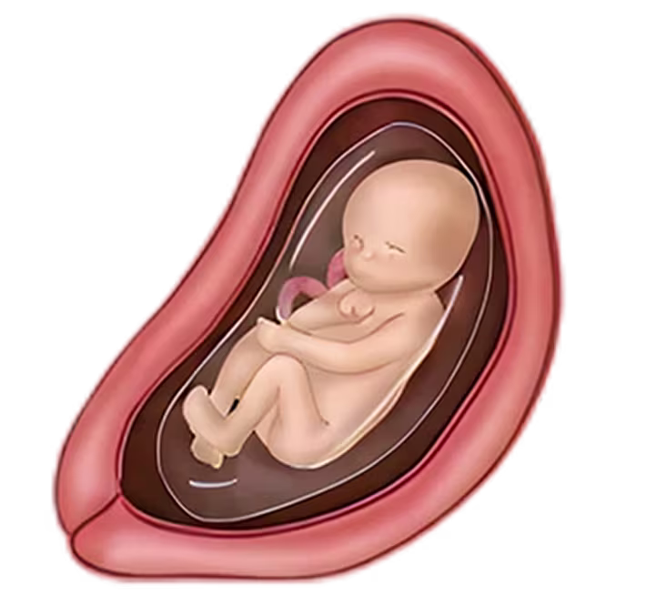 Illustration of a fetus at 23 weeks, showing development inside the uterus with amniotic fluid. Illustration of a fetus at 23 weeks, showing development inside the uterus with amniotic fluid.