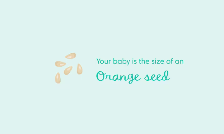 your baby size is of an orange seed