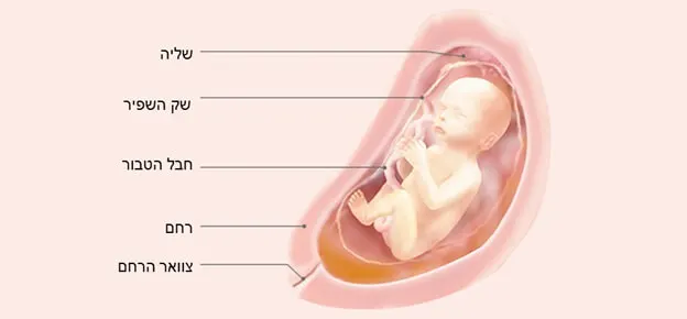 התפתחות העובר לפי שבועות-Article Content Image24 24