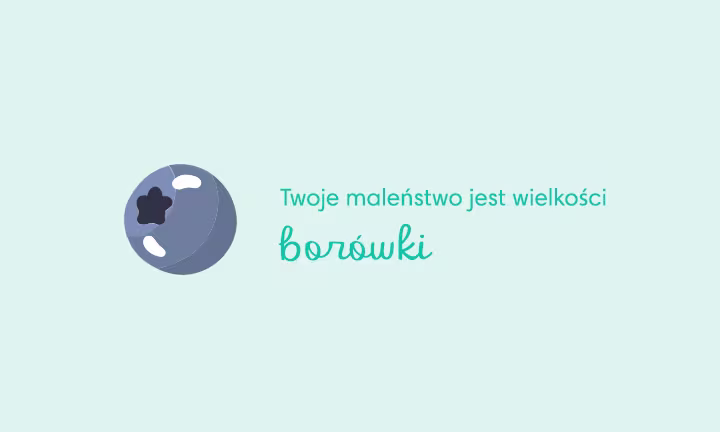 7 tydzień ciąży - wielkość zarodka