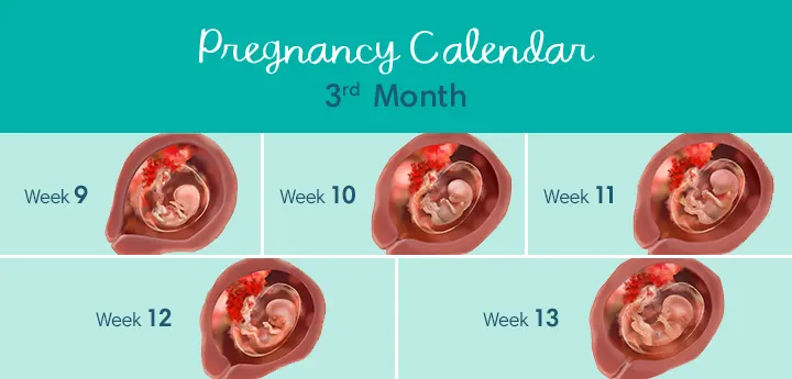 fetus at 3 months pregnant Pregnancy Calendar Months US DT Month3