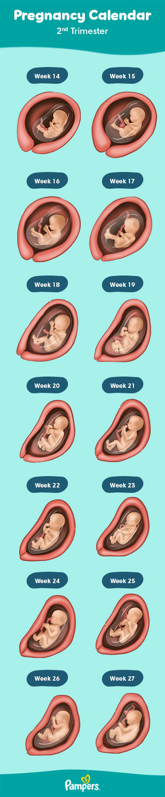 2nd Trimester Week By Week