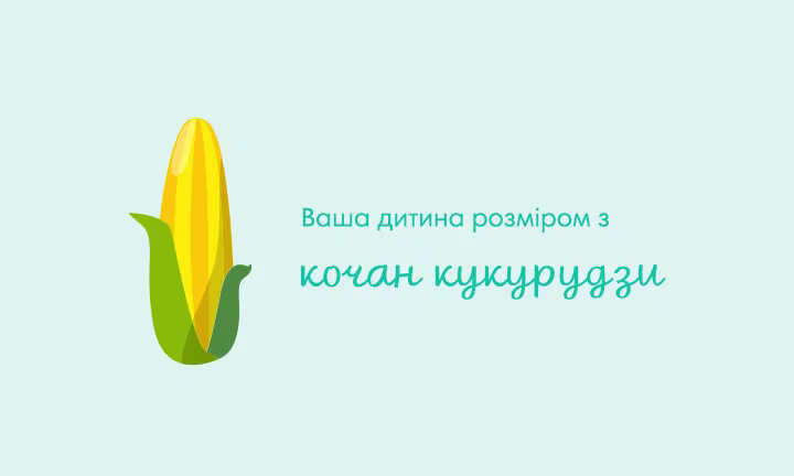 pregnancy-week-by-week-week-24