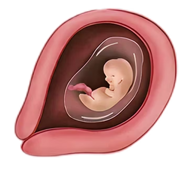 Illustration of a fetus at 2 months pregnant, curled in the womb within an amniotic sac.