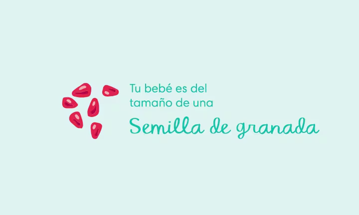 Embarazada de 6 semanas Síntomas y sugerencias Tu bebé es del tamaño de una semilla de granada