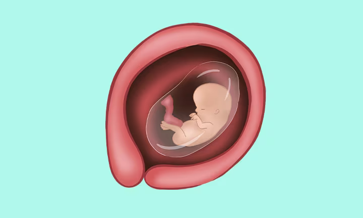 What a foetus at 12 weeks pregnant looks like