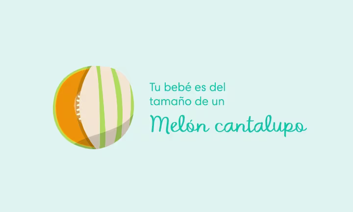 Tu bebé es del tamaño de un melón cantalupo