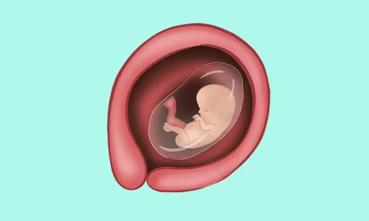 Fatal Development Week by Week 12