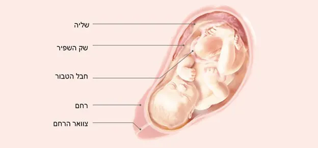 התפתחות העובר לפי שבועות-Article Content Image35 35
