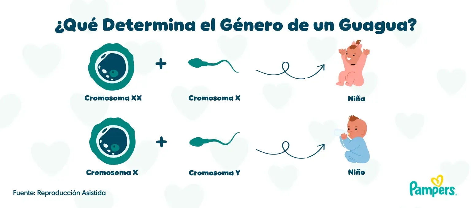como saber si es niño o niña
