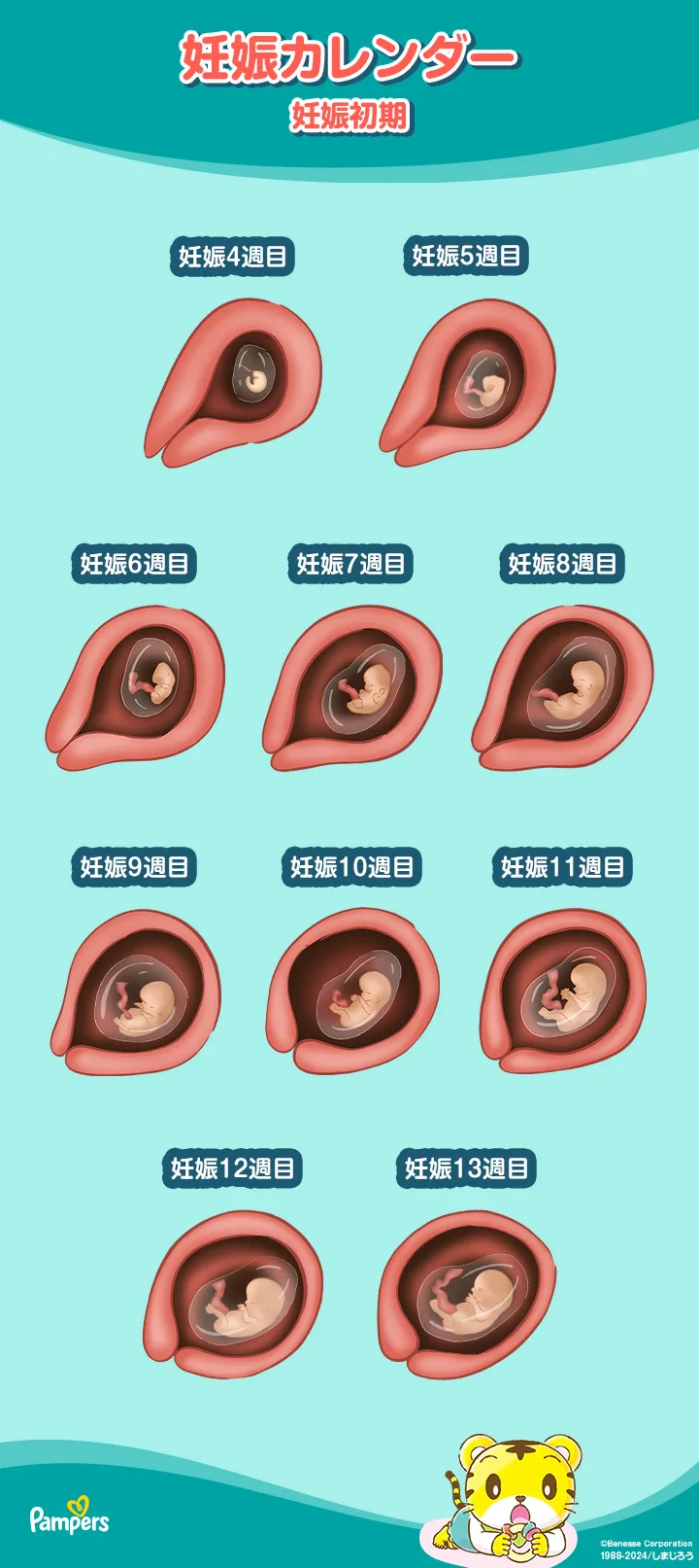 妊娠 初期 胎児 の 大き さ 妊娠 初期 胎児 の 大き さ