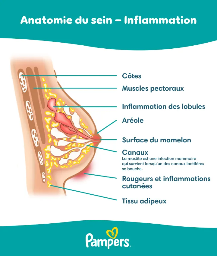Anatomie du sein