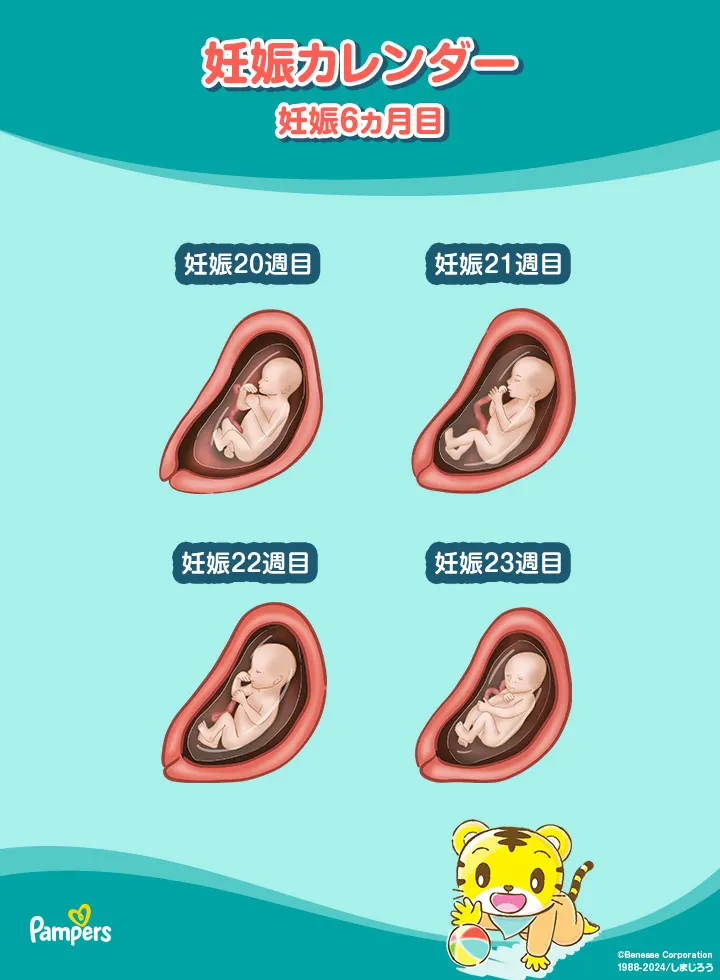 妊娠6ヵ月の胎芽