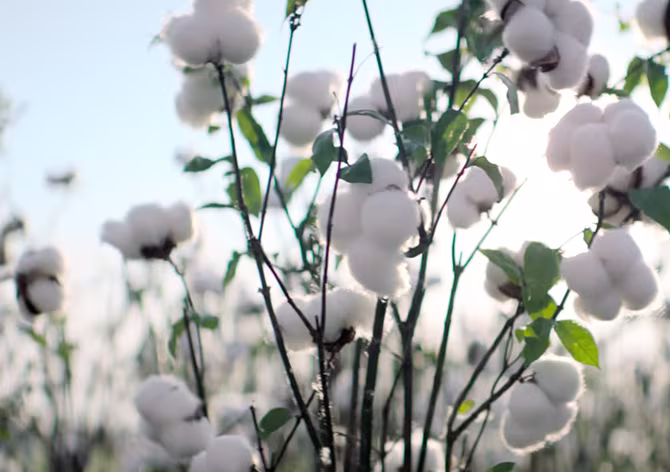 מגבוני פמפרס® הרמוני 0% פלסטיק