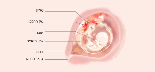 התפתחות העובר לפי שבועות-Article Content Image week9 9