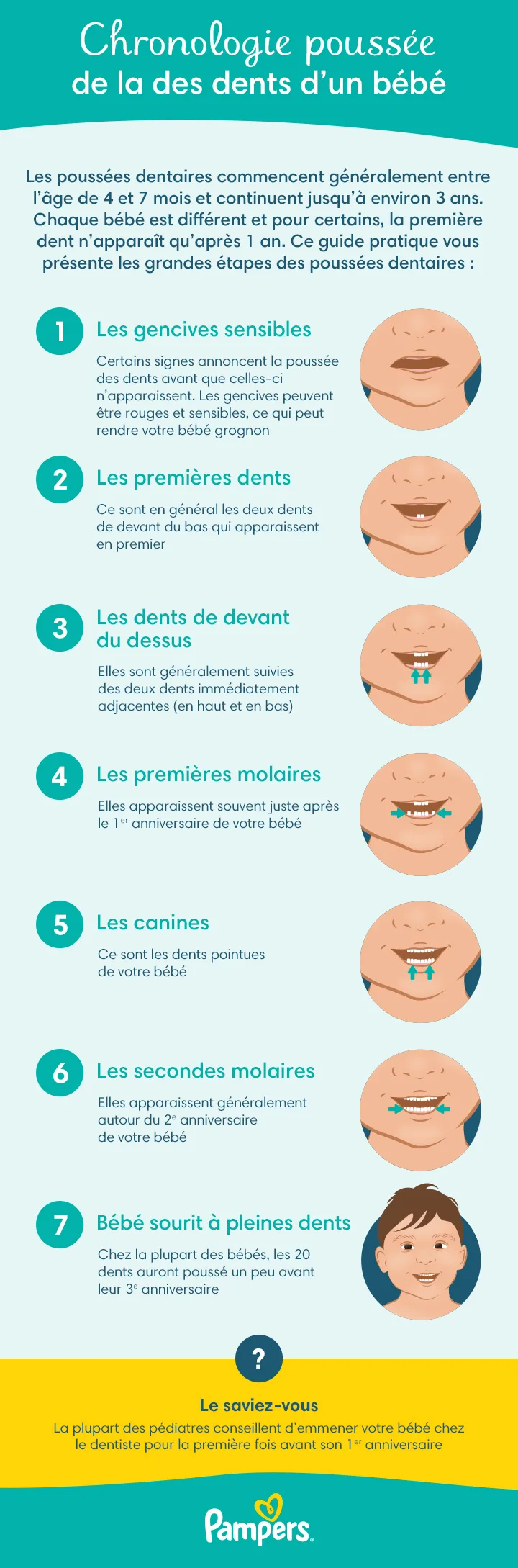 Chronologie poussée de la des dents d’un bébé Chronologie poussée de la des dents d’un bébé