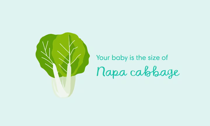Pregnancy size comparison showing baby growth at 32 weeks as the size of a napa cabbage