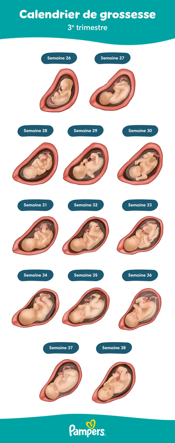 Bébé au troisième trimestre