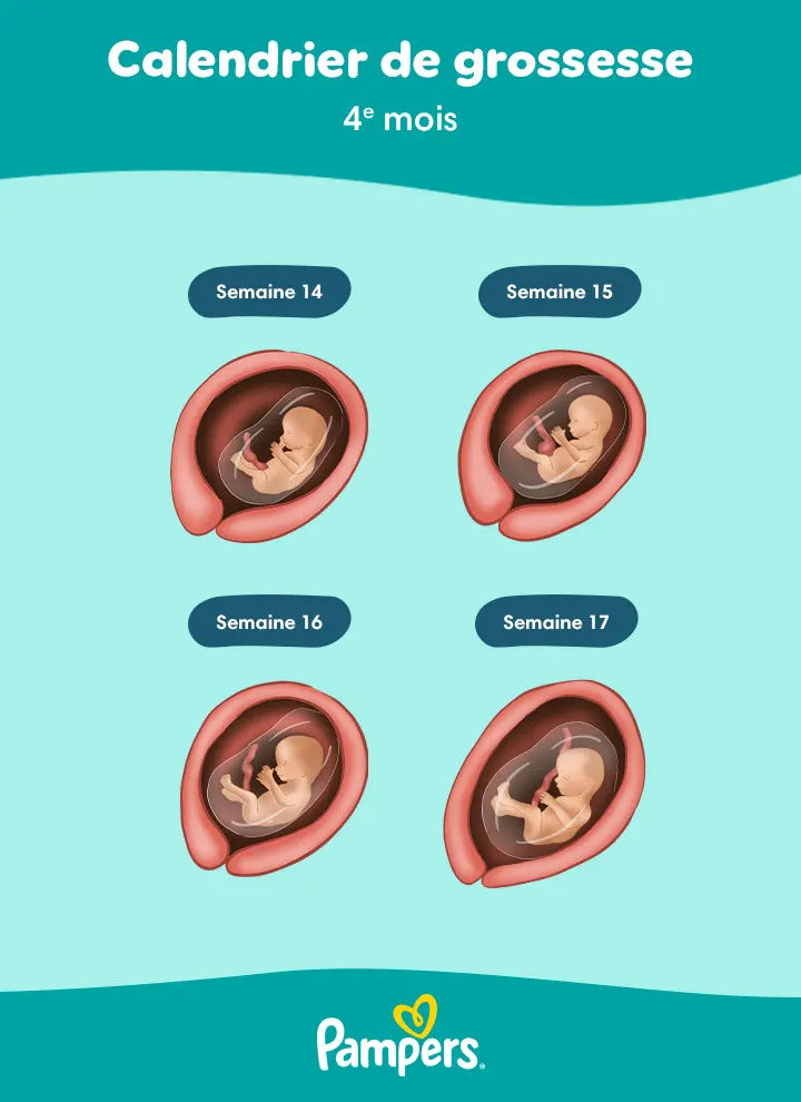 fœtus à 4 mois de grossesse fœtus à 4 mois de grossesse